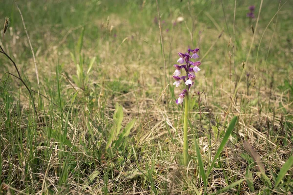 Mot Bakgrund Gröna Ängar Blommar Viol Blomma Orchis Maskulina Utrotningshotade — Stockfoto