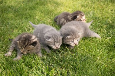 Dört tüylü kedi yavrusu. Kedilerin hayatlarının ilk günleri. Yeşil çimenli arka plandaki kediler