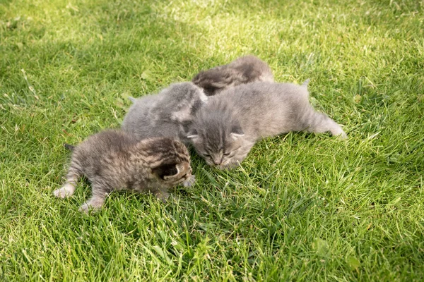 Dört Tüylü Kedi Yavrusu Kedilerin Hayatlarının Ilk Günleri Yeşil Çimenli — Stok fotoğraf