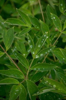 Yeşil bir şakayık yaprağına bir damla su. Bahçe kültürü, çiçek açan bitkilerle ilgilenmek. Bir sürü su damlası.