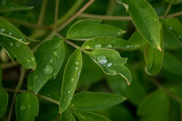 Yeşil bir şakayık yaprağına bir damla su. Bahçe kültürü, çiçek açan bitkilerle ilgilenmek
