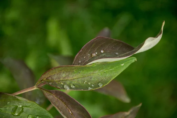 Kahverengi bir şakayık yaprağına bir damla su. Bahçe kültürü, çiçek açan bitkilerle ilgilenmek