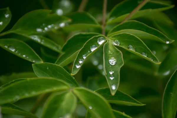 Gota Del Agua Sobre Hoja Verde Peonía Cultivo Jardín Cuidado — Foto de Stock