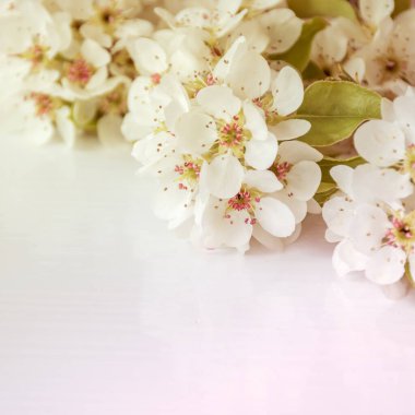 Arkaplan dokusu. Table Top 'ta armut kabartmalarıyla süslenmiş. Beyaz arkaplan