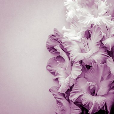 Moda renklerinde desenli bir arka planda Gladiolus. Gladiolus çiçekleriyle dolu tebrik kartı. Arkaplan dokusu. Mor ya da mor
