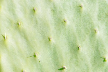 Green cactus texture background with spikes.