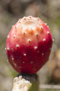 Close-up of prickly pear, prickly pear cactus fruit.