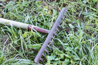 gardening concept. Rake lying on the ground with grass around it.