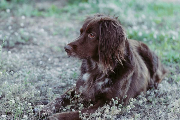 Zbliżenie brązowego psa rasy munsterlander — Zdjęcie stockowe