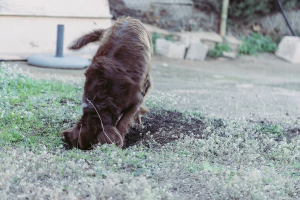 Munsterlander crianza perro excavación en la hierba . —  Fotos de Stock