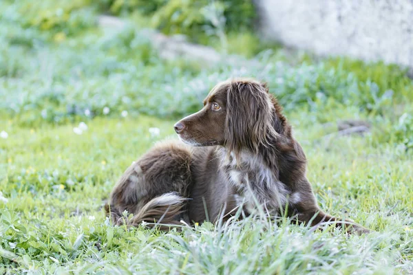 Közelkép egy barna kutya a munsterlander fajta — Stock Fotó