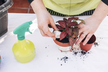 Evde bahçıvanlık kavramı. Kadın elleri evde bahçe işleriyle uğraşıyor. Çiçek ekiyor..