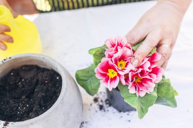 Ev işleri konsepti. Yeni bir saksıya yeni nakledilmiş bitki..