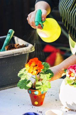 Ev işleri konsepti. Bir bitkiyi sulamak için üzerine su püskürten bir kadın..