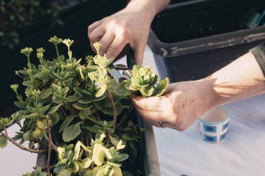 Ev işleri konsepti. Sarışın kadın bir bitkiyi nakletmek için kesiyor..