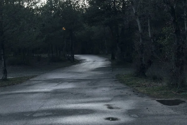 Asfalt yolu yağmurdan yeni ıslanmış, karanlık ve yapraklı bir ormana giriyor..