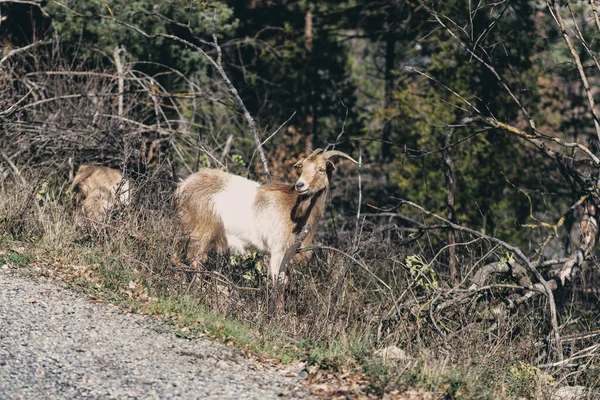 Cabra Montesa Pastando Liberdade Através Das Montanhas Juntamente Com Outros — Fotografia de Stock