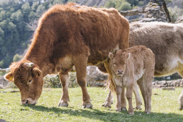 Asturian Breed Cow Grazing Her Calf Bush Snowy Mountains — Stock Photo, Image