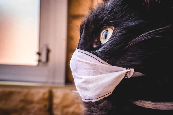 COVID-19 koronavirüsünden korunmak için yüz maskeli kara kedi..