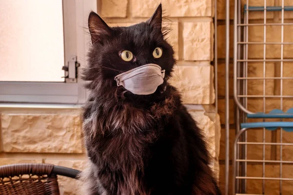 Breed Shot Van Een Zwarte Kat Met Maskers Ter Bescherming — Stockfoto