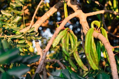 Keçiboynuzu ağacından sarkan bir sürü yeşil keçiboynuzu fasulyesi..
