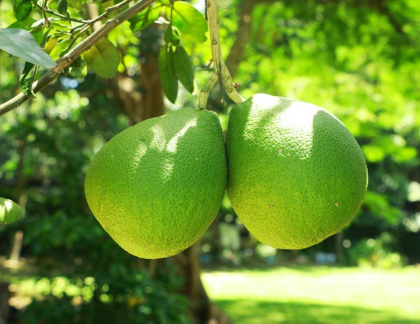 pumelo meyve Tayland