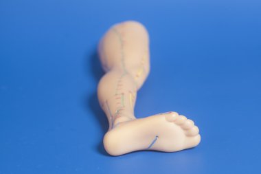 Tıbbi akupunktur modeli insan ayak