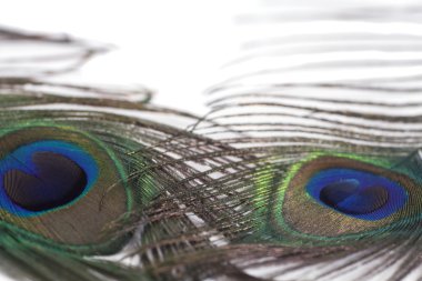 Tavus kuşu tüy tüy 