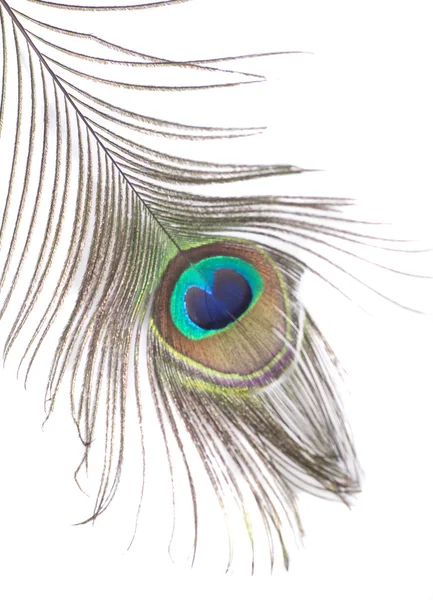 Φτερό Peacock απομονωμένο σε λευκό φόντο — Φωτογραφία Αρχείου
