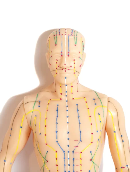Medizinisches Akupunkturmodell des Menschen — Stockfoto