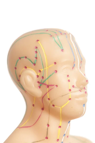 Modelo de acupuntura médica de cabeza humana aislada sobre fondo blanco — Foto de Stock