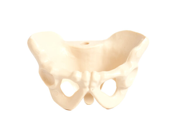 Human  hip bone