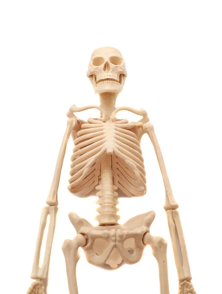 Human skeleton isolated on white background — Stock Photo, Image