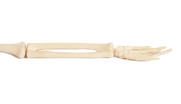 Рука костей — стоковое фото