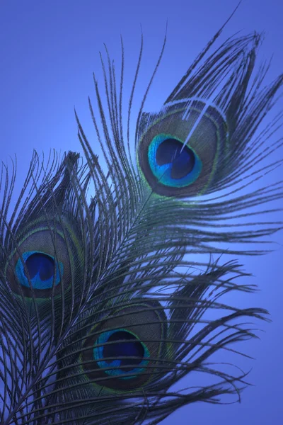 蓝色背景的孔雀羽毛 — 图库照片