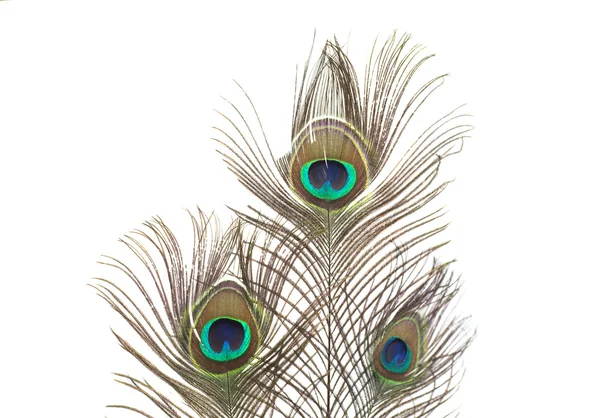 Peacock veren geïsoleerd op witte achtergrond — Stockfoto