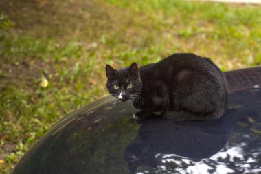 arabada oturan siyah kedi