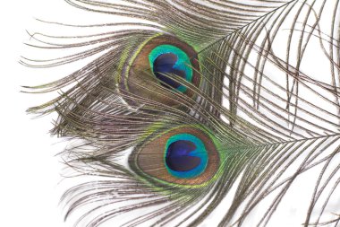 Beyaz arkaplanda izole edilmiş tavus kuşu tüyleri