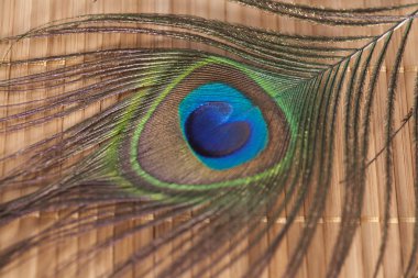 Tavus kuşu tüy ahşap arka plan üzerinde