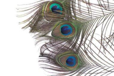 Beyaz arkaplanda izole edilmiş tavus kuşu tüyleri