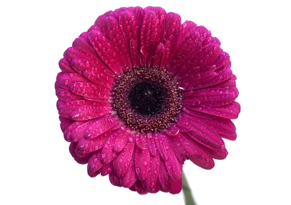 Rode Gerbera Daisy geïsoleerd op witte achtergrond — Stockfoto