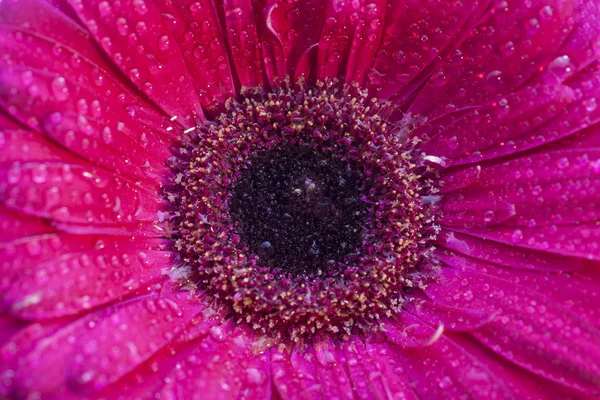 Rode gerbera bloem close-up — Stockfoto