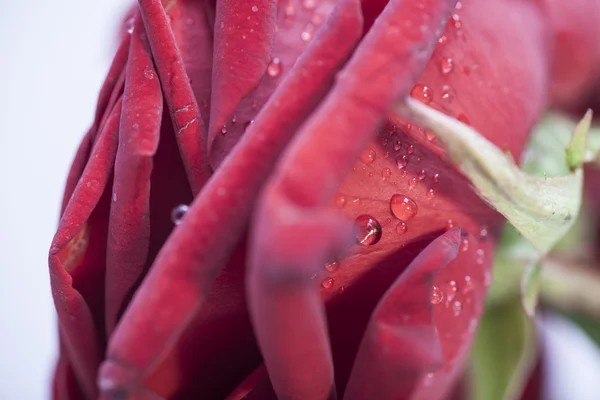 Rosenblätter in Wassertropfen — Stockfoto