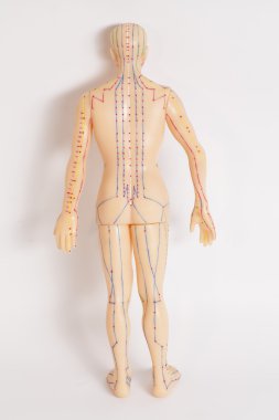 Beyaz arka plan üzerinde insan tıbbi akupunktur modeli