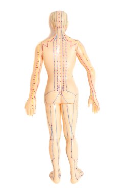 Beyaz arka plan üzerinde izole insan tıbbi akupunktur modeli