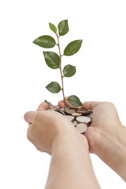 paralar Curly'nin para üzerinde büyüyen ağaç tutan el 