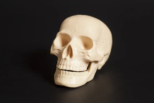 Modelo de cráneo humano — Foto de Stock