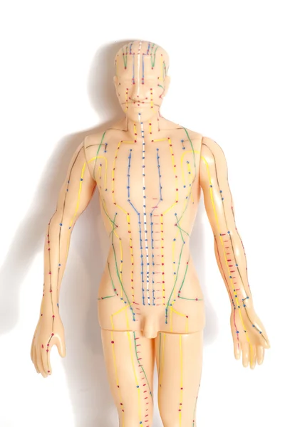 Medical acupuncture model of human on white background