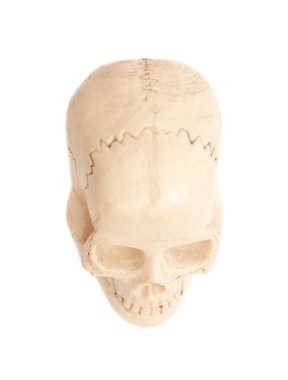 insan kafatası model beyaz zemin üzerine izole