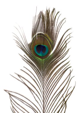 Tavuskuşu tüyü beyaz arkaplanda izole edildi